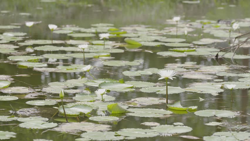 A pond or lake is covered with lily pads and white water.