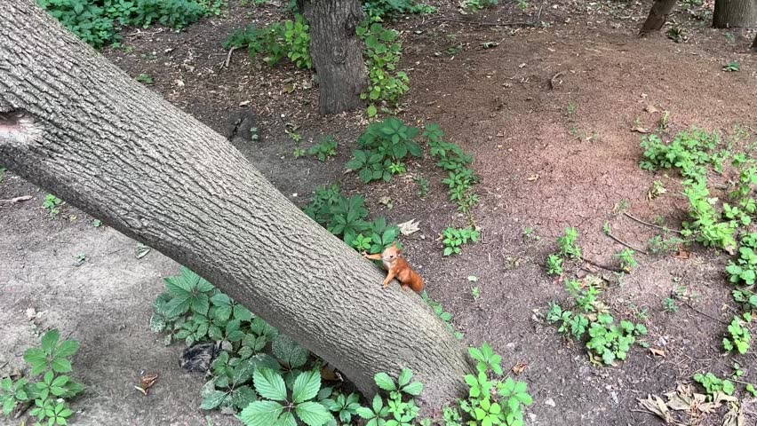 Curious red squirrel climbing tree trunk in green forest woodland with natural wildlife environment outdoors