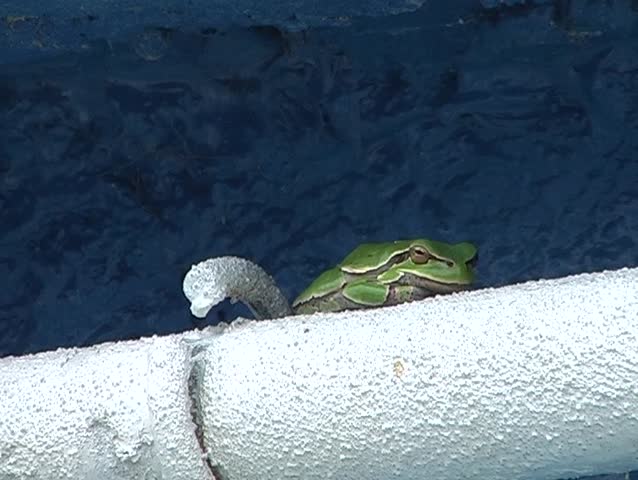 Small green frog
