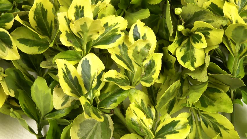 Twigs of euonymus laid out on a white background, top view, floral background