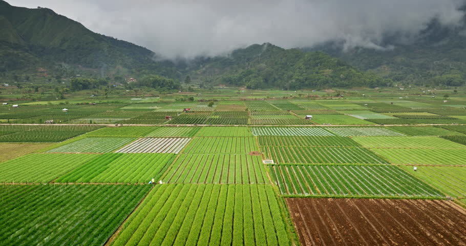 Sembalun Valley agricultural fields displaying vibrant green crops and plastic mulching patterns. Framed by cloud covered mountains in Lombok Indonesia. Aerial view drone flight over farming landscape