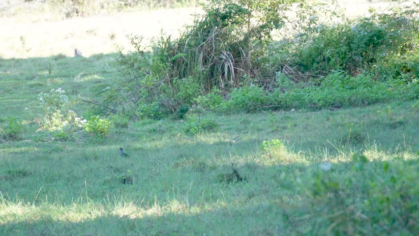 Mountain gazelles lock horns while sparring in the grassy field of Sadengan Savanna in Alas Purwo National Park, Indonesia