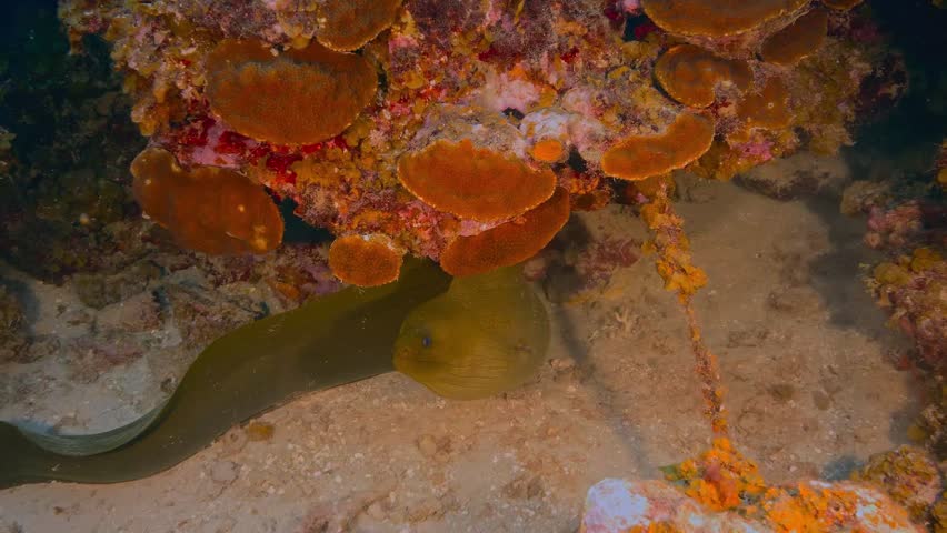 giant moray eel lurking under a coral overhang on a sandy seabed