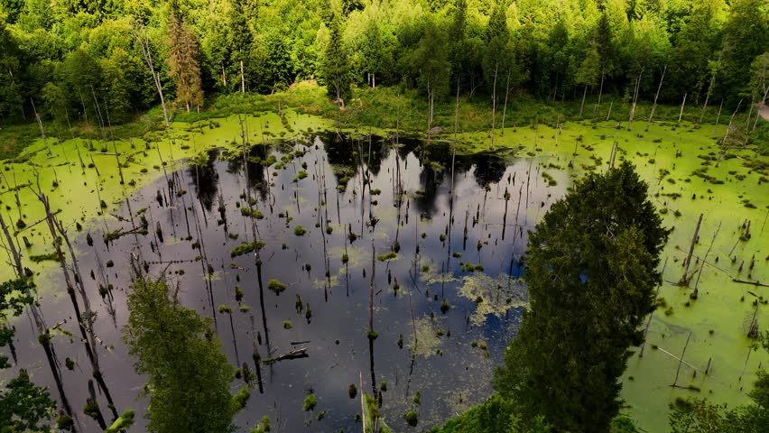 Aerial View of a Sunlit Forest Swamp with Dead Trees and Algae-Covered Water