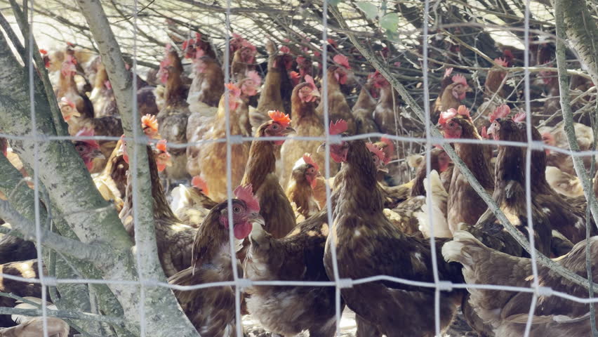 Large flock of brown hens panning