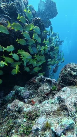 Large school of yellow french grunts and a parrotfish swim near a vibrant coral reef in the ocean