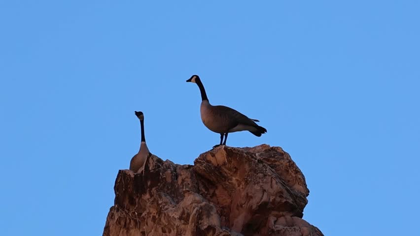 Pair of Canada geese on a high rock.