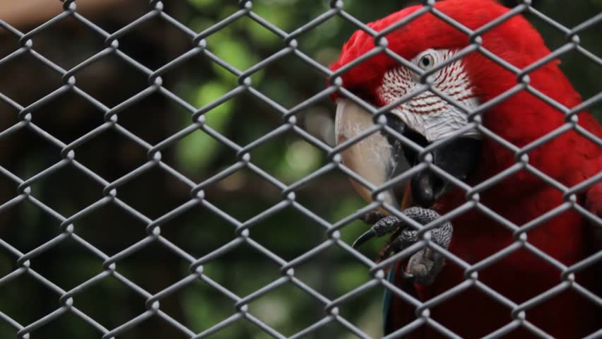 Close-up footage of a colorful parrot inside a cage, showcasing its vibrant feathers, expressive features, and natural bird behavior, captured in high-definition HD quality.
