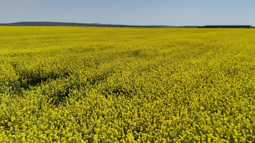 Aerial view of a vibrant yellow rapeseed field blooming under a clear blue sky in Bucharest, Bucharest, Romania.