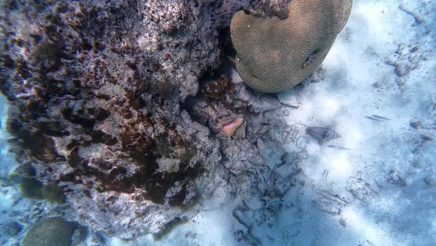 Extreme close-up of a diver’s gloved hand using a metal hook to explore rocky crevices for mollusks and queen conch in crystal clear underwater reef terrain.