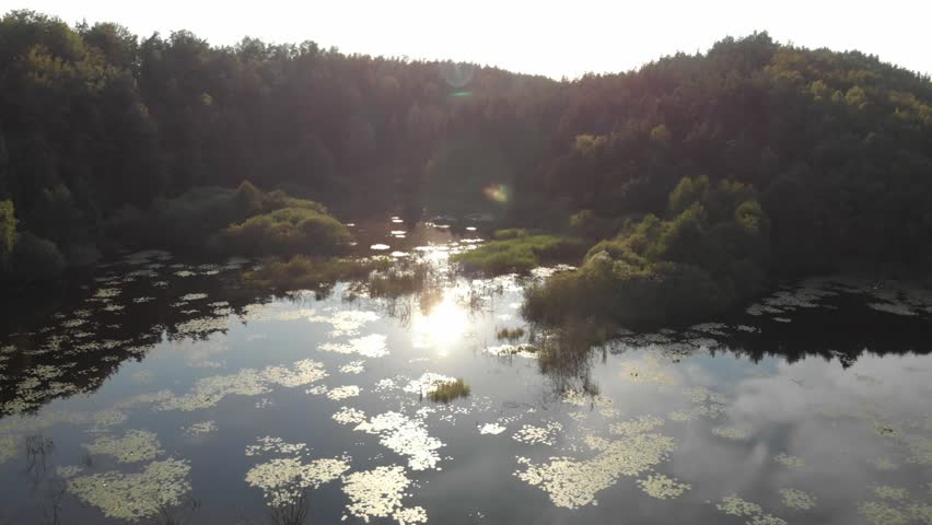Drone view over a calm forest lake and wetland with lily pads, reeds and strong golden sun glare reflected on the water in a quiet natural landscape.