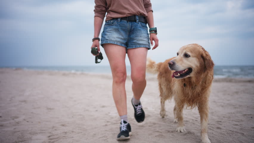 Golden Retriever Walks With Owner On Sandy Coast, Wet From Swimming