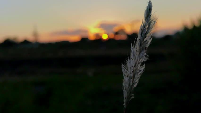 Tall grass against a sunset backdrop
