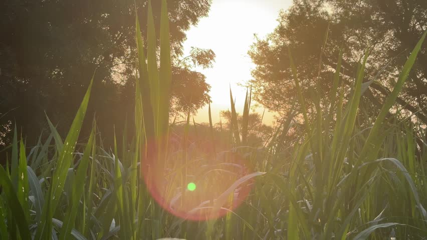 Golden Sunlight Through Tall Green Grass and Forest Trees 