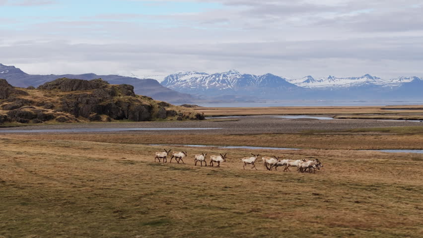 Herd of reindeer (caribou) running over open plain in Iceland landscape, aerial