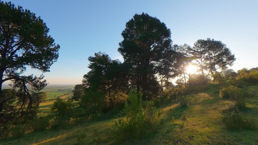 Beautiful sun rays beaming through pine trees on a green hill in a national park during sunset
