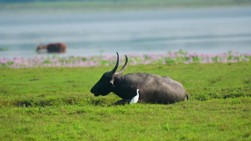 A large wild water buffalo lies peacefully in a lush green field with a white egret nearby. Cinematic wildlife scene in an Indian nature reserve.