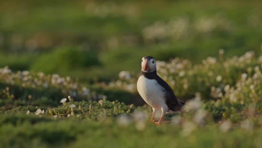 Puffins and Flowers on Skomer Island, Close Up Low Angle Shot of Atlantic Puffins on the Ground with Grass and Flowers