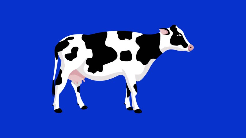 Cartoon style animation of a cow against a blue background, art, drawing, 2D.