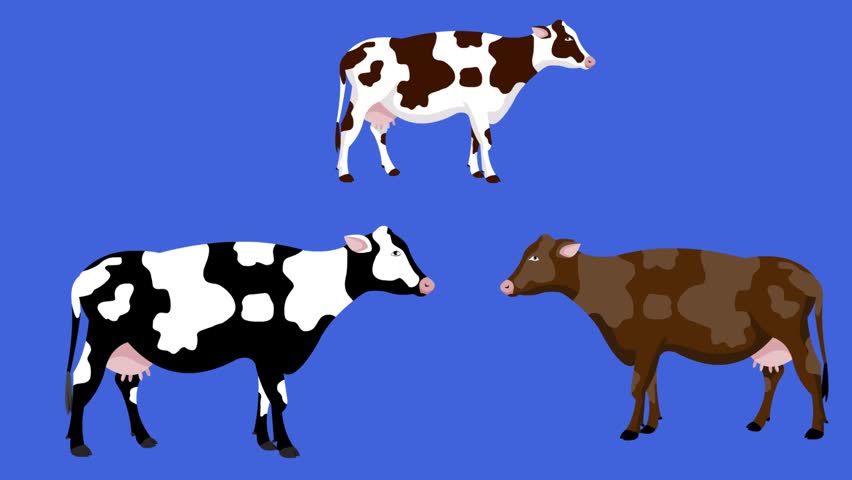 Cartoon style animation of three cows against a blue background, art, drawing, 2D.