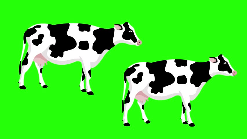 Cartoon style animation of two cows on a green background, 2D.