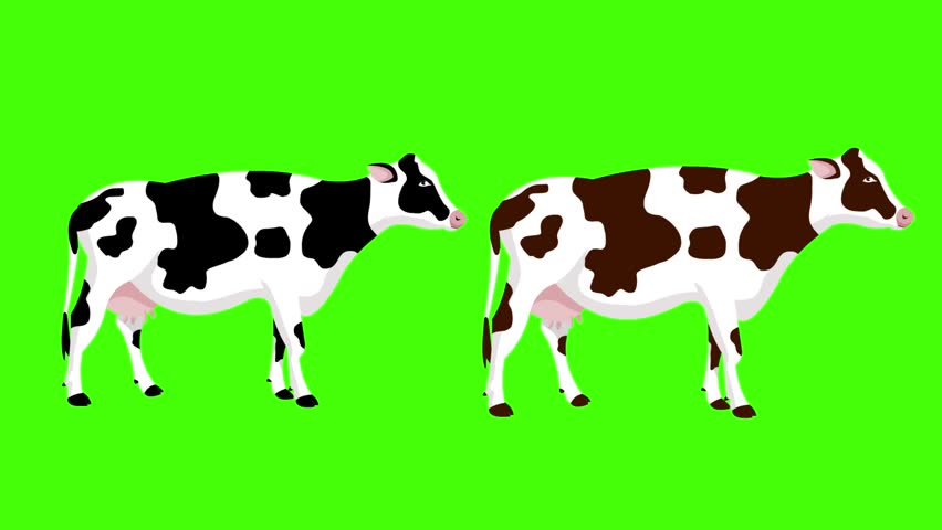 Cartoon style animation of two cows on a green background, art, drawing, 2D.