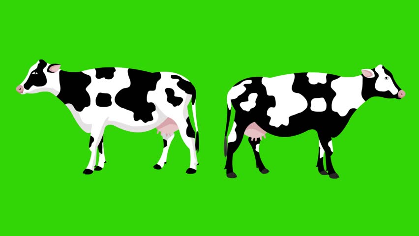Cartoon style animation of two cows on a green background, art, drawing.