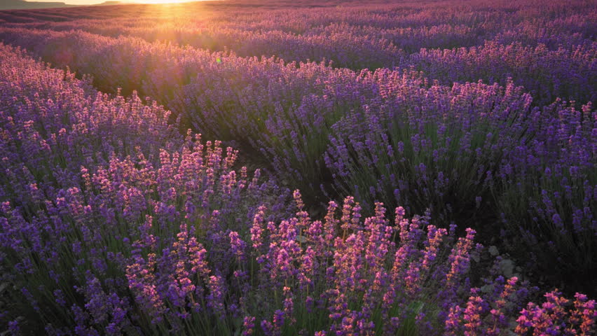 Scenic panning shot of beautiful blooming lavender field landscape with purple flowers swaying in the wind at sunset. Cinematic countryside nature footage under a warm sky.