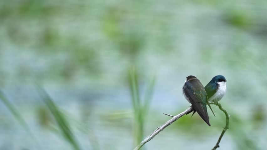 Beautiful slow-motion close-up of two Tree Swallows (Tachycineta bicolor) perched side by side on a branch as they gently sway in the breeze. Their iridescent plumage and natural behavior create a peaceful wildlife scene, ideal for themes of nature, birds, spring, conservation, tranquility, and the outdoors.
