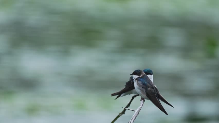 Close-up slow-motion footage of two Tree Swallows (Tachycineta bicolor) perched on a branch as they interact with one another through expressive movements and postures. Their behavior appears animated, showcasing natural social communication in a peaceful outdoor setting. Ideal for wildlife, bird behavior, nature, and conservation themes.
