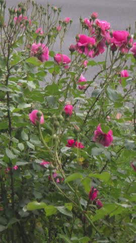 Lush green bush covered in vibrant pink flowers blooming outdoors by the roadside.