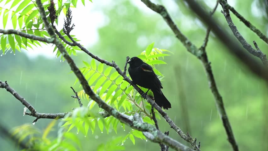 Close-up footage of a red-winged blackbird (Agelaius phoeniceus) perched on a branch during a heavy rainstorm. The bird briefly sings while raindrops fall around it before taking flight at the end of the clip. A dramatic wildlife scene capturing natural bird behavior in wet weather, ideal for nature, birdwatching, and conservation projects.
