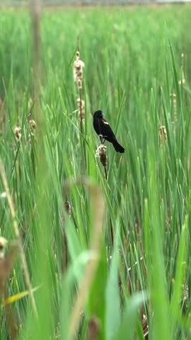 Vertical close-up footage of a red-winged blackbird (Agelaius phoeniceus) perched on cattails in a lush wetland during heavy rainfall. The bird moves along the cattail while rain pours down, creating a dramatic and authentic wildlife scene. Ideal for nature, wetland, birdwatching, weather, and conservation projects.
