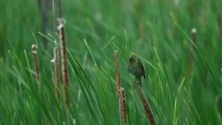Slow-motion close-up of a female red-winged blackbird (Agelaius phoeniceus) perched on a cattail in a lush marshland. Strong wind sways the cattails and surrounding vegetation while the bird remains perched, creating a peaceful and cinematic wildlife scene ideal for nature, wetlands, birdwatching, and conservation themes.