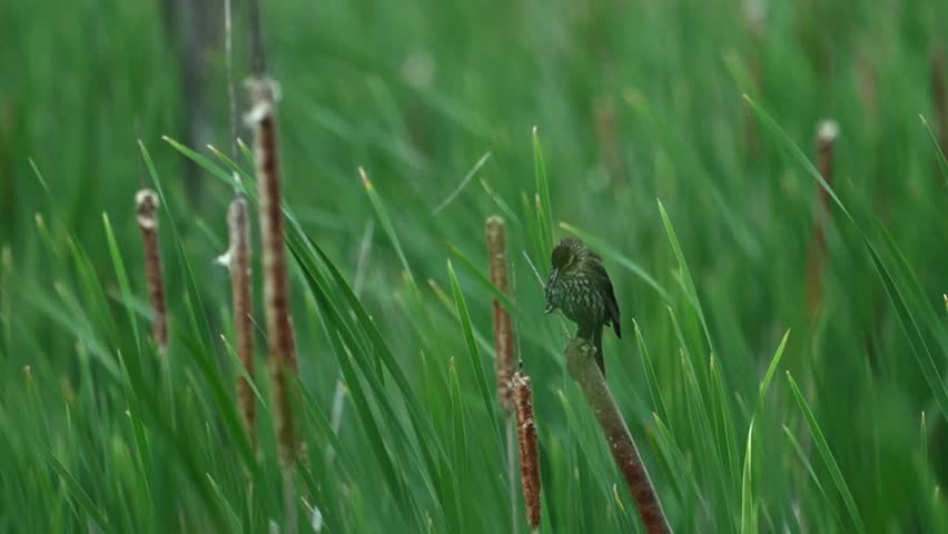 Slow-motion close-up of a female red-winged blackbird (Agelaius phoeniceus) calmly resting on a cattail in a windswept marsh. The surrounding reeds and wetland vegetation sway in the breeze, creating a serene and cinematic wildlife scene that highlights the beauty of North American wetland habitats.