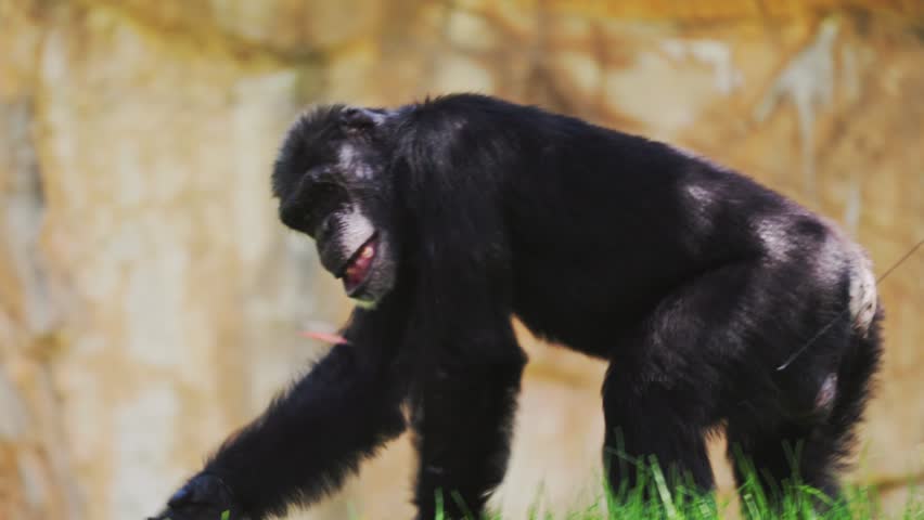 Chimpanzee explores its habitat in a zoo setting during the afternoon