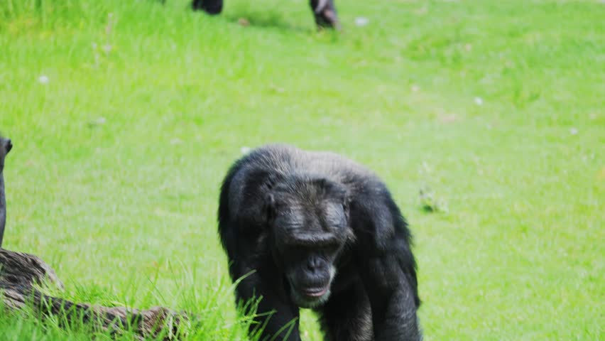 Chimpanzee walks around a grassy area at the zoo in the afternoon