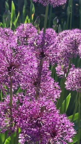 Beautiful purple allium flowers, also known as giant onion, blooming in a sunny spring garden