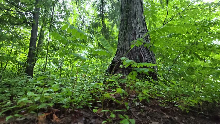 Green forest floor beneath towering tree trunks. Dense undergrowth thrives around ancient bark. Sunlight filters softly through leafy canopy. Nature