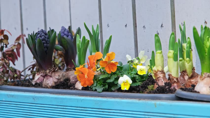 Flowers and Ornamental Plants in Outdoor Flowerbox Hanging on Wooden Fence Wall
