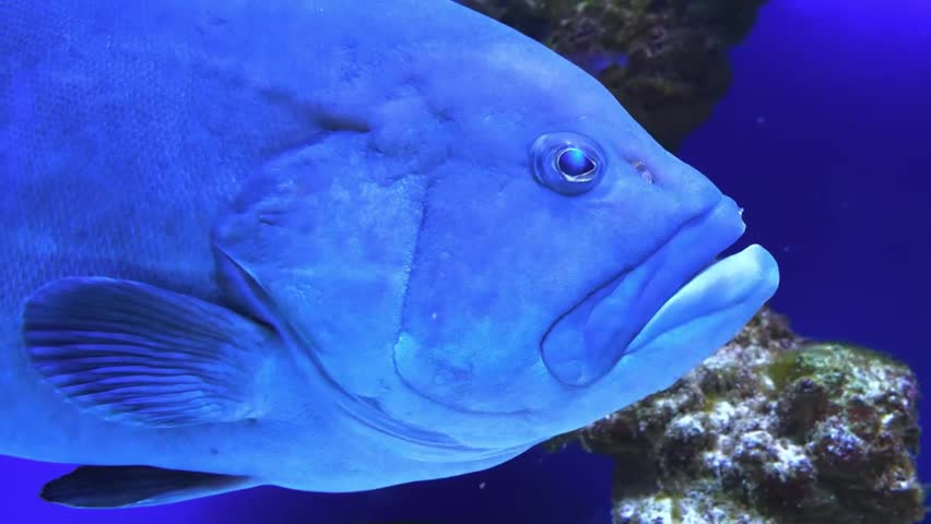 A detailed close-up shot of a large blue grouper fish swimming slowly through vibrant blue water near an underwater reef structure, showing its fins and gills.