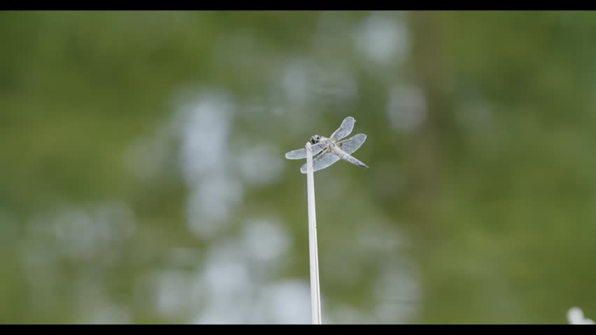 A white dragonfly perches on a thin stick against a blurred green background of water.