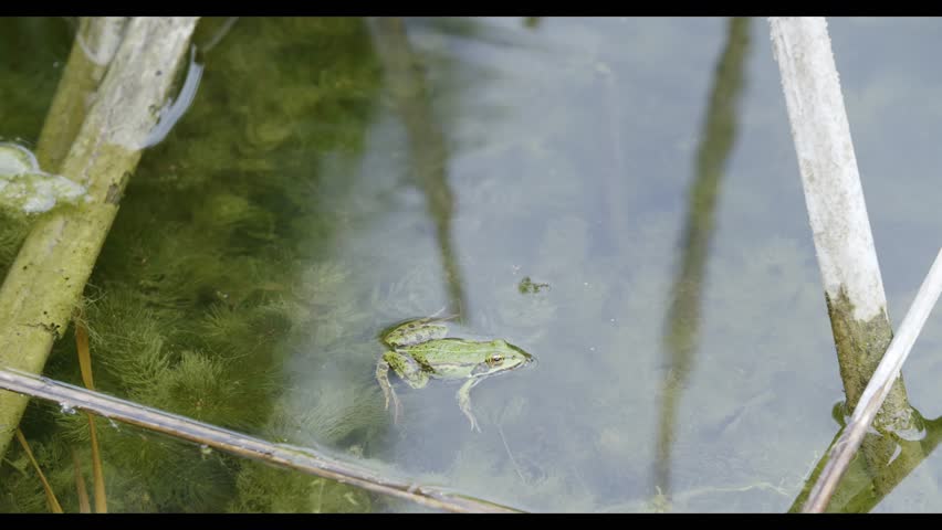 A green frog floats among pond weeds and old reeds in murky, shallow water.