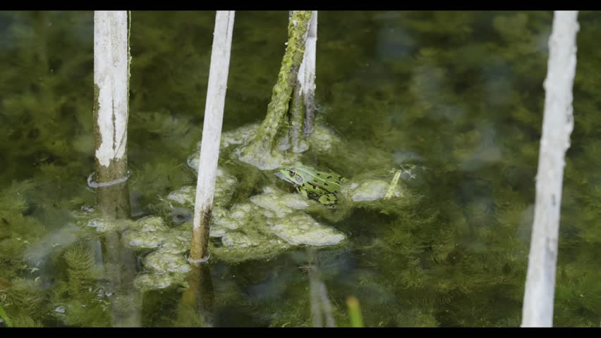 A green frog sits in shallow, algae-filled pond water among several white reeds.