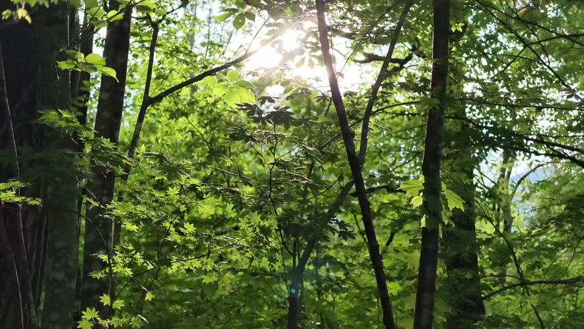 Sunlight pierces through dense green forest canopy. Trees stand tall, leaves shimmering in filtered rays. Foliage glows with vibrant summer hues, alive with natural energy