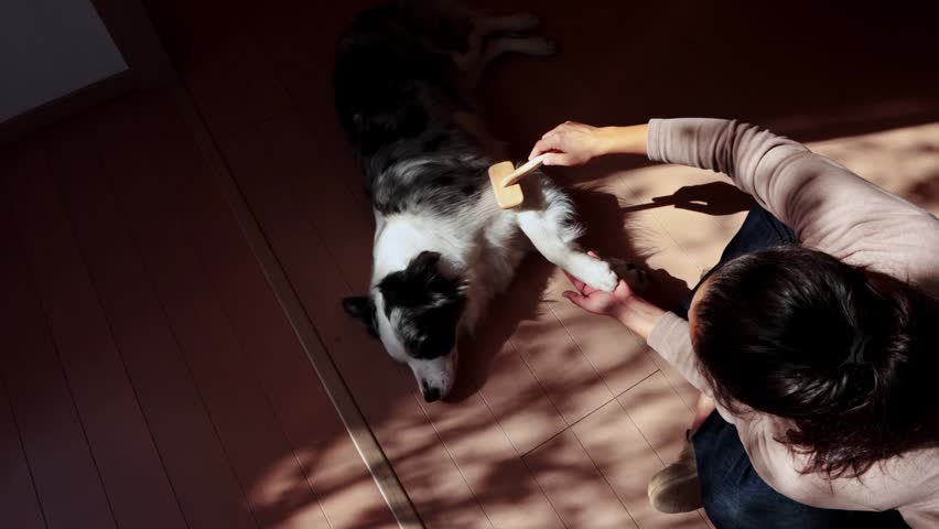 High angle view of a woman brushing her pet border collie on a wooden floor, with sunlight casting shadows. A serene moment of pet care and the bond between an owner and her animal