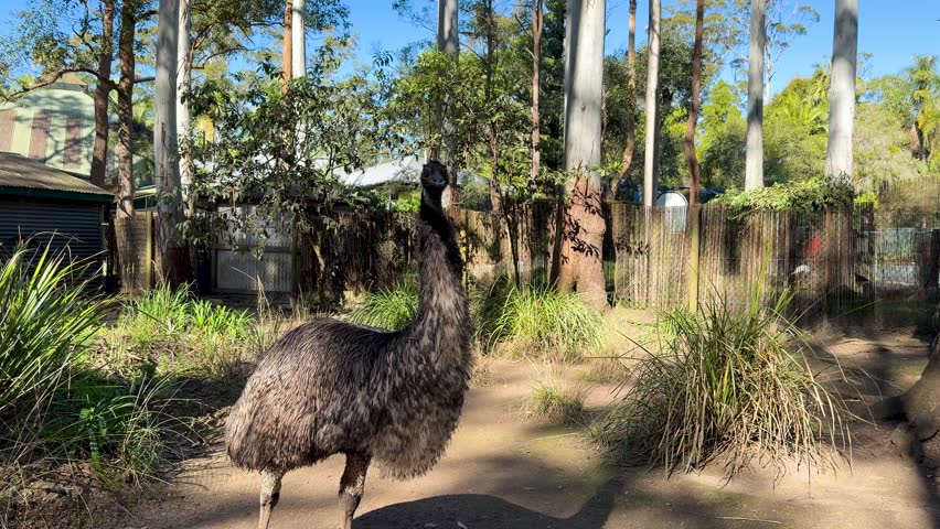 Large flightless emu stands alert in a sunny eucalyptus forest enclosure in Sancrox, Australia.