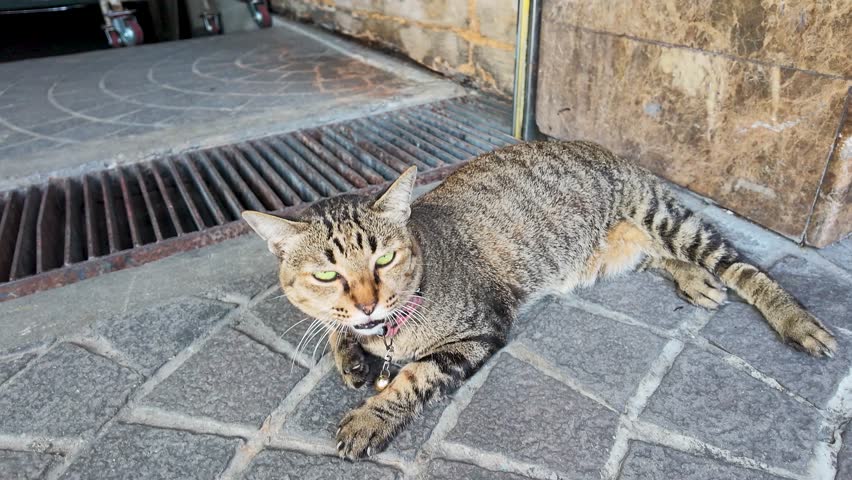 A brown tabby cat lies on a stone sidewalk, looking calmly at the camera.