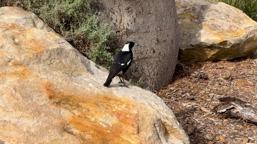 An Australian magpie stands on a large rock, looks around, and flies away in Dubbo.