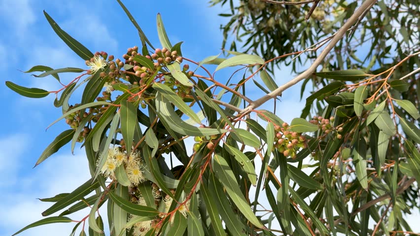 Close-up of flowering eucalyptus branch with yellow blossoms and gumnuts in Dubbo, Australia.